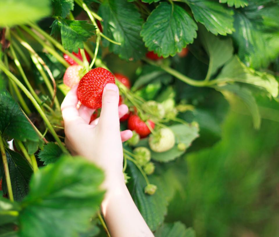  Foraging for your own fruit and veg is a great way to save money