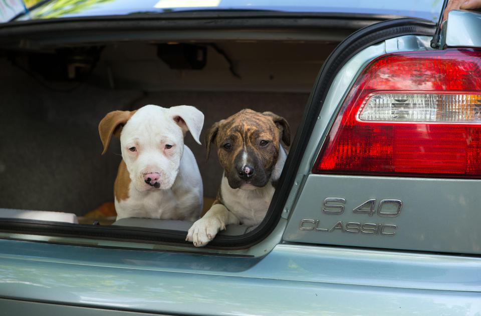  Into the unknown...What will become of these worried looking dogs?