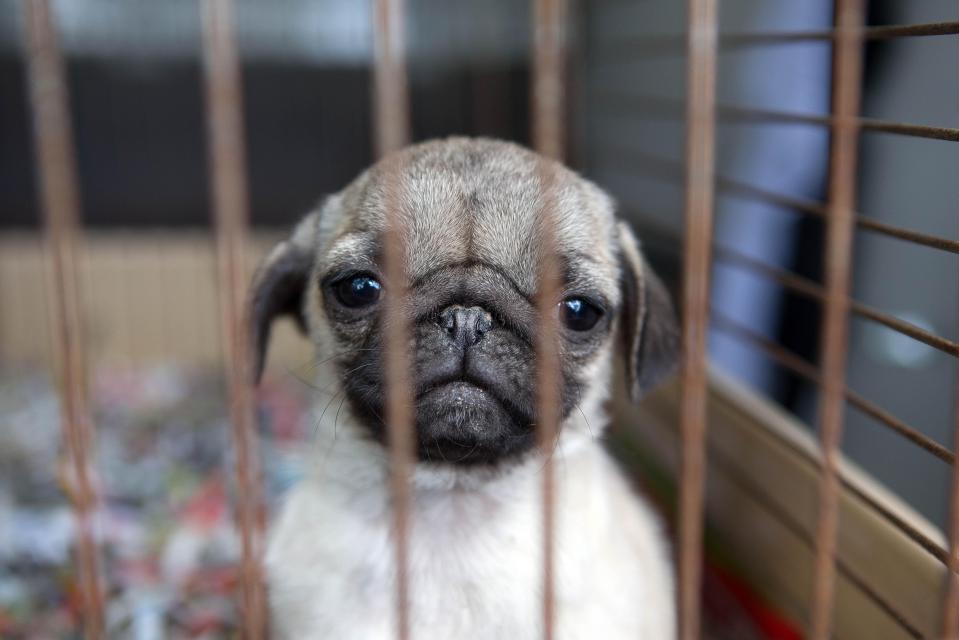  Scared... This little puppy is weeks old and separated from his mum to be sold on for big profits