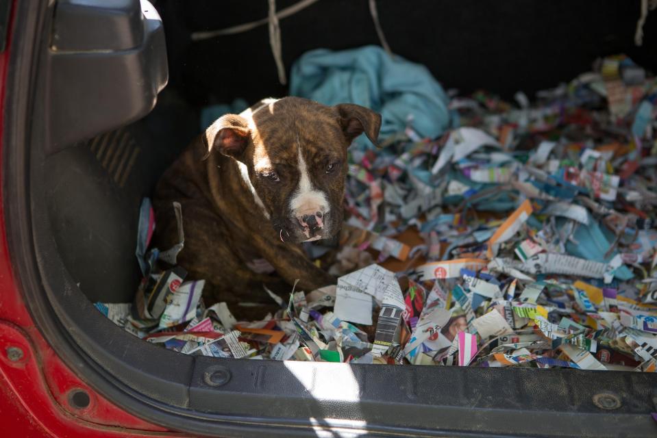  Squalid... The poor conditions the dogs are kept in exacerbates their poor health