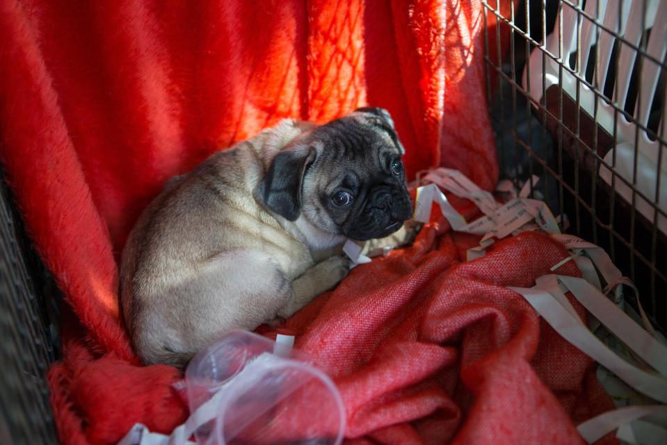  Frightened... This young pup looks petrified