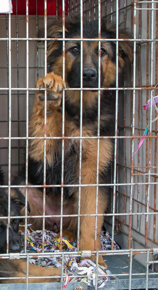  Caged... The dogs are just a means to earn cash for ruthless smugglers