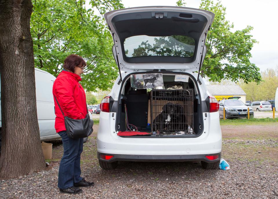  Sale... Dogs at the market sitting in a car boot