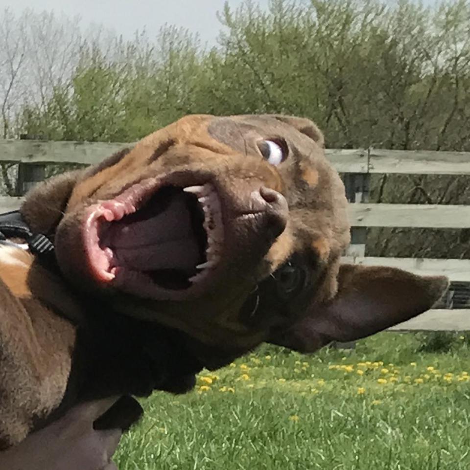  A close up shot reveals Doobie's hilarious face as his owner Kaycee attempted to cuddle and kiss him