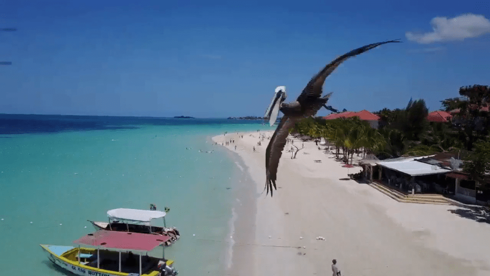  The drone was flying over Seven Mile Beach in Negril, Jamaica, when pelican appeared