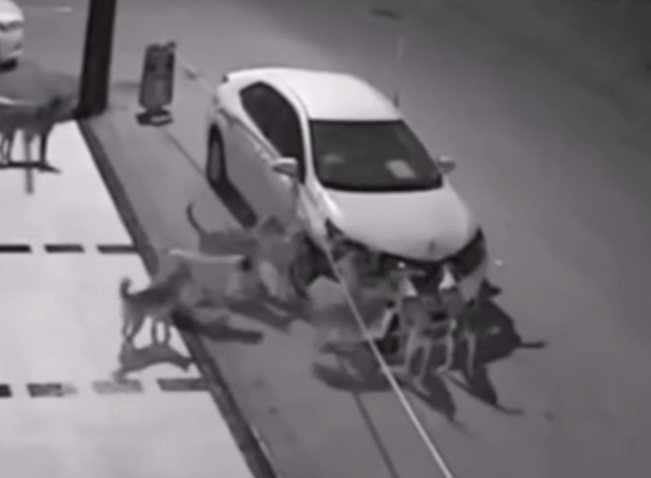  One dog pulls away the bumper and another climbs inside