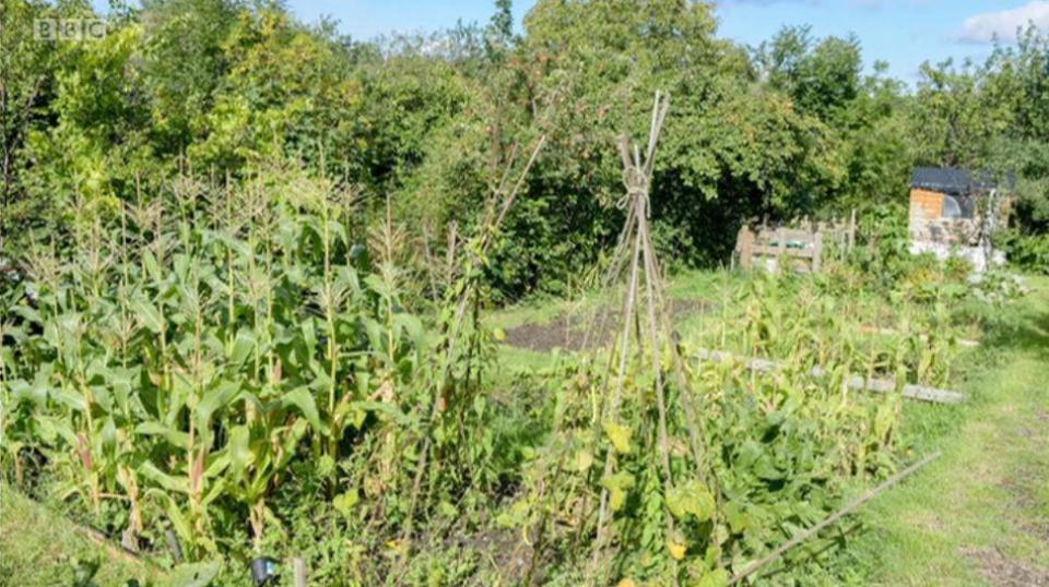 This photograph of Mr Corbyn's allotment was also shown on the light-hearted programme