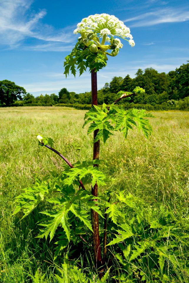 The plant's leaves, flowers, roots and stem all contain highly-toxic components which can burn skin