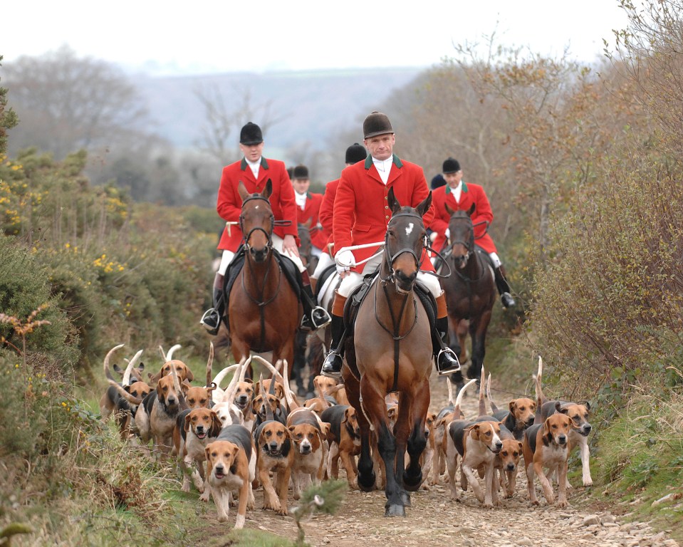 Fox Hunting