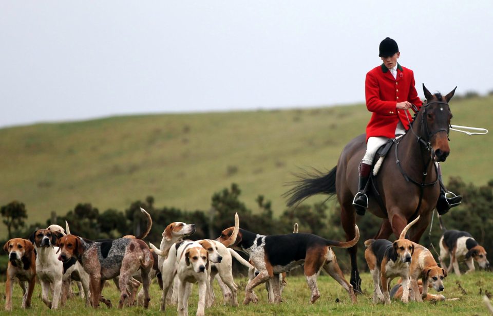 Fox Hunting