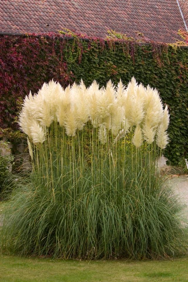  The unfortunate association of pampas grass with liberal sexual practices has reportedly led to a drop in sales