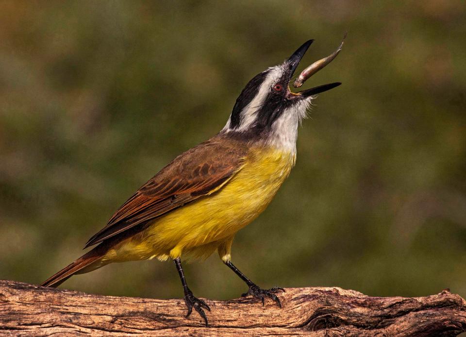  Mario Fiorucci, from Argentina, took this image of a kiskadee enjoying a tiny fish for dinner