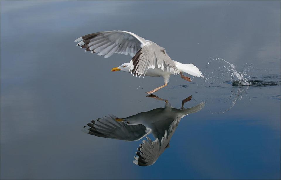  Lizzie Wallis was highly-commended for this perfectly timed shot which showed a herring gull appearing to walk on water