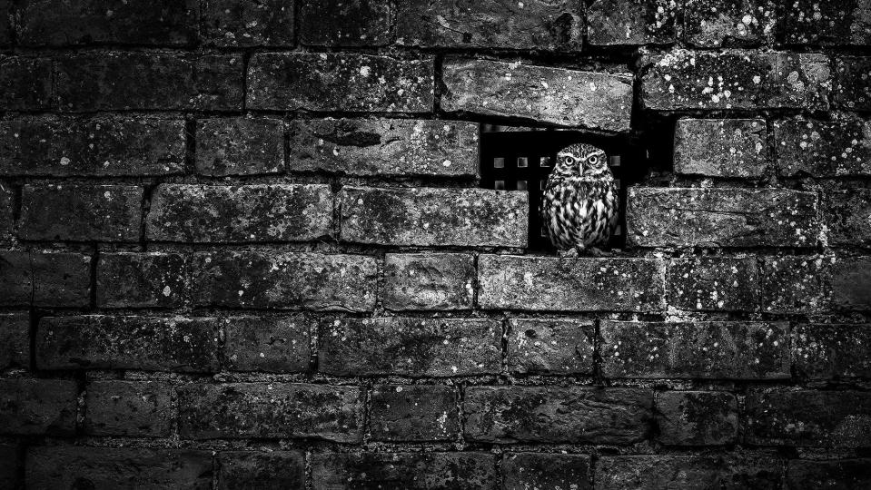  Graham Borthwick's gloomy snap of an owl hiding among the brickwork was another snap chosen out by the judges as highly commended