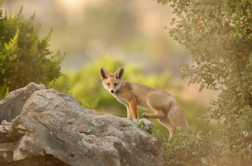  She was also joined by Alex Geifman, the man behind this stunning fox picture