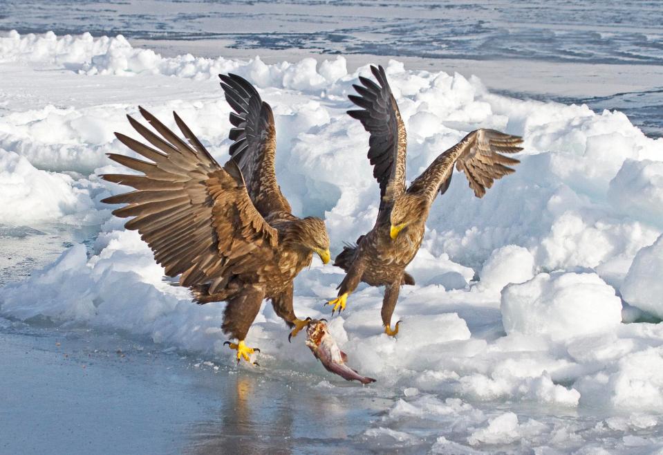  Peter Jones' photo of white-tailed sea eagles in Japan scooped third prize in the contest