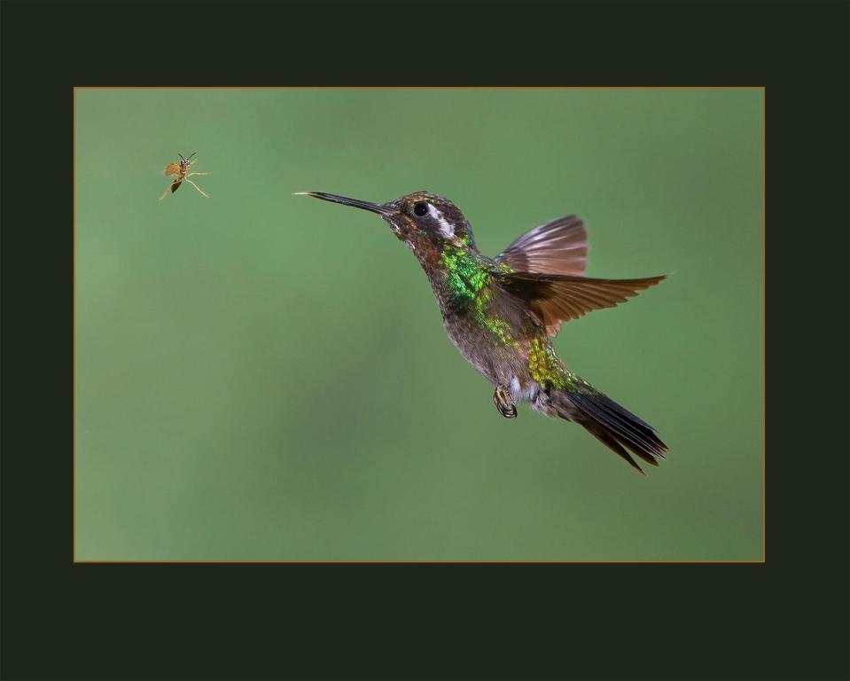  Cindy Kassab's hummingbird image was another shot placed in the highly-commended category