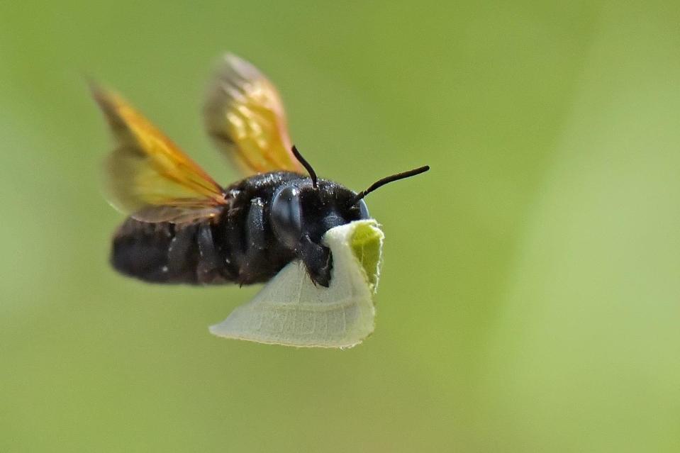  Indonesian photographer Balox Berhati Nyman captured a fly carrying a piece of leaf