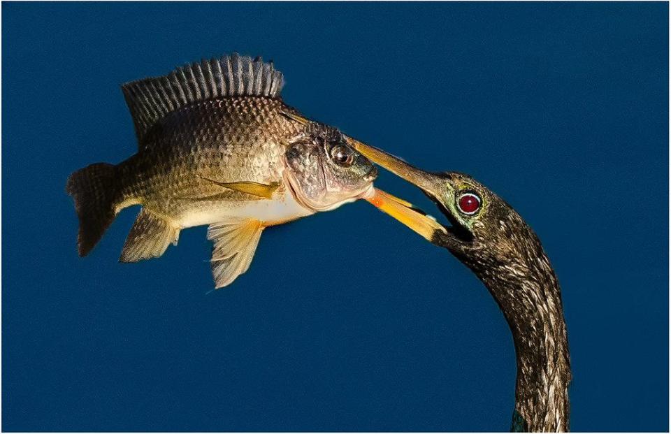  Boyton Beach photographer Zaifert took this highly-commended image of an Anhinga, also known as a snake bird