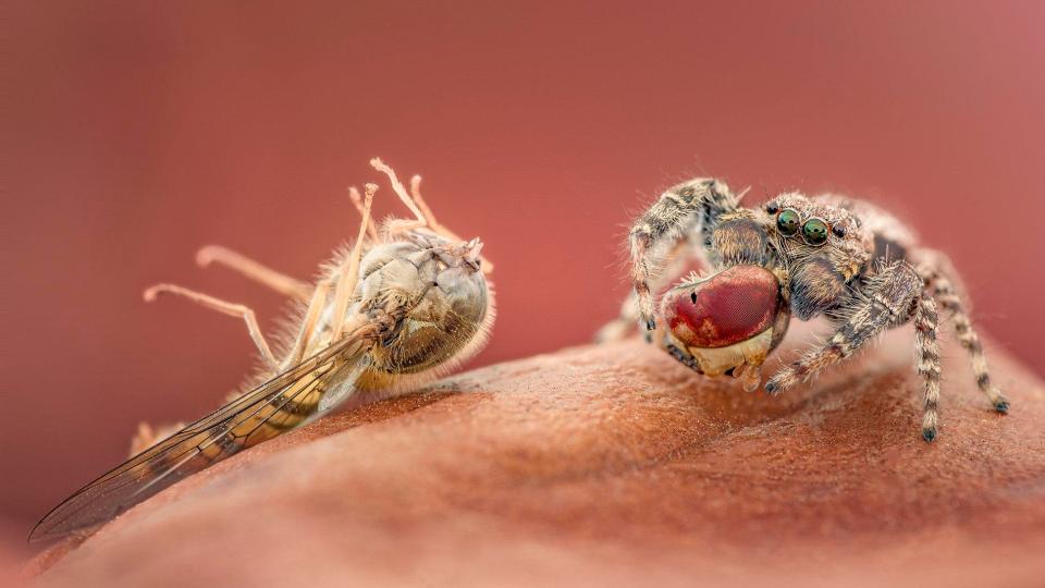  Katub Uddin also won highly commended for this shot of a jumping spider standing beside the decapitated head of a hoverfly