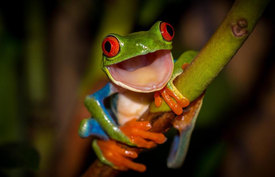  Kutub Uddin scooped two highly commended awards, one of which was for this laughing tree frog snap