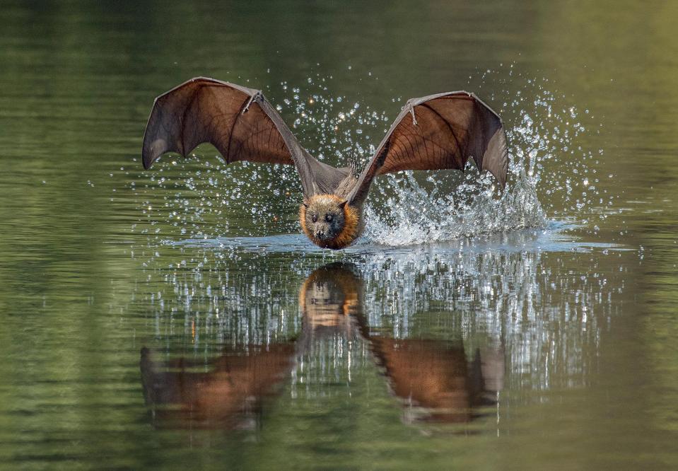  Elizabeth Howell's beautiful image of a bat skimming low over a body of water