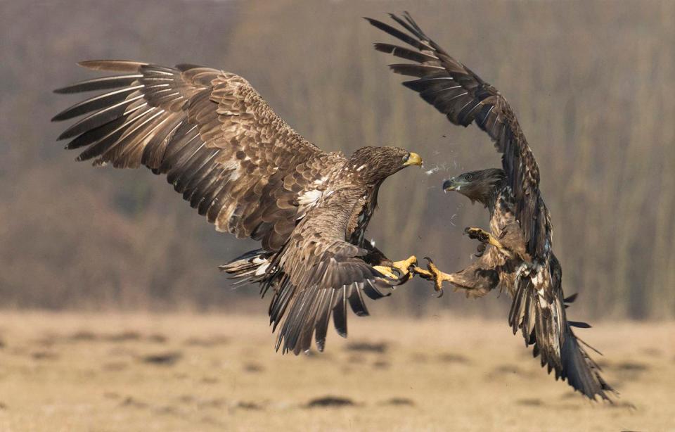  John Hunt's capture of eagles fighting in the Danube Delta, Romania