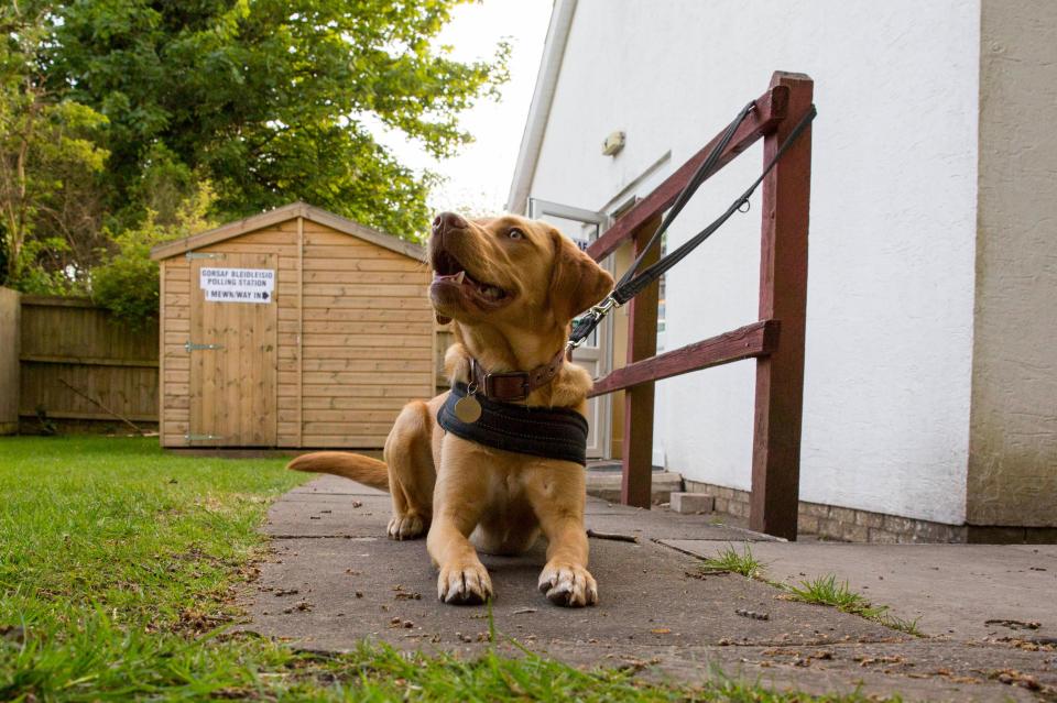  It's become a highlight of elections in recent years, dogs pictured outside polling stations, and the tradition continued in Cardiff outside St Fagan's Village Hall