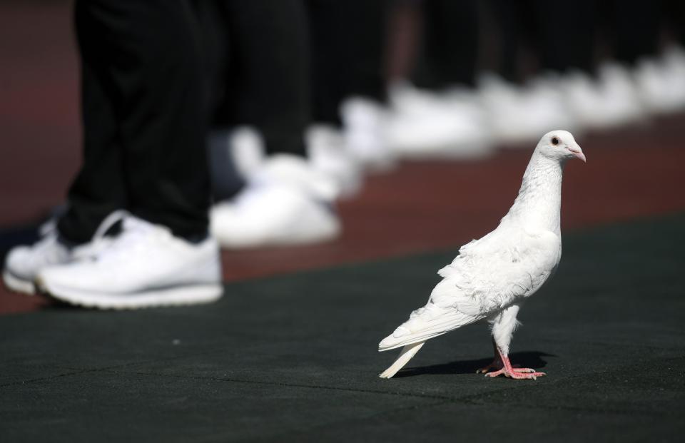  A pigeon stands as Russian military cadets watch the main parade go by