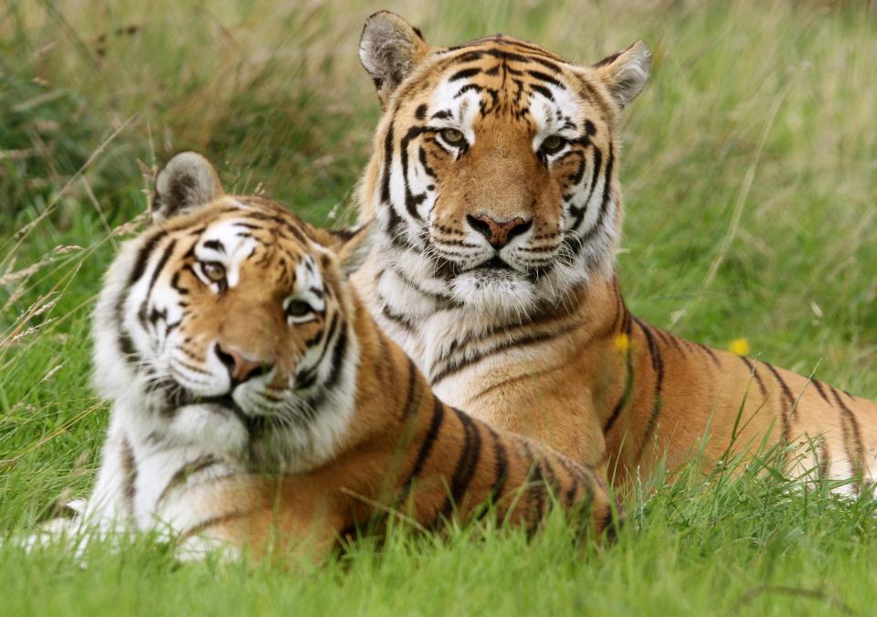  Genghis, right, and Bella are pictured in the photo above but their markings help conceal them perfectly