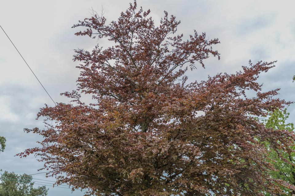  The two owlets are hidden in the tree somewhere but can you see them?