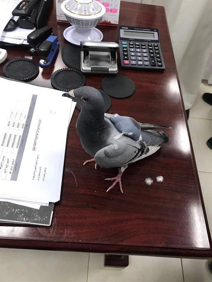  The authorities tracked the bird and captured it as it crossed the border