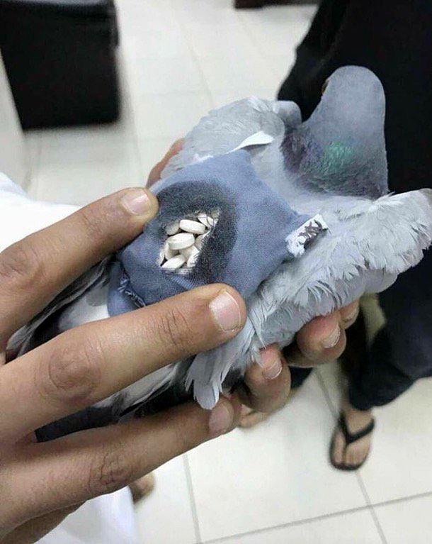  A pigeon has reportedly been nabbed by Kuwaiti cops smuggling pills from Iraq