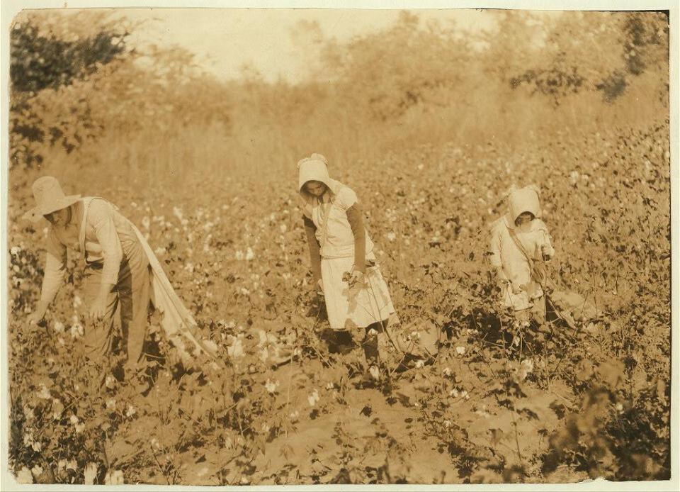  This image shows the young Campbell family picking cotton in 1916, in Potawotamie County, Oklahoma