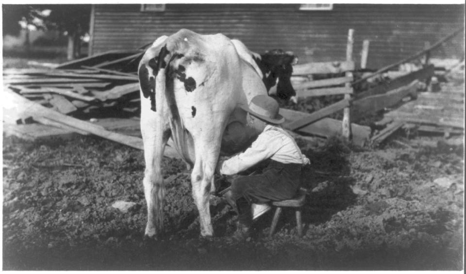  A small child was put to work milking the cows in Western Massachusetts in 1913