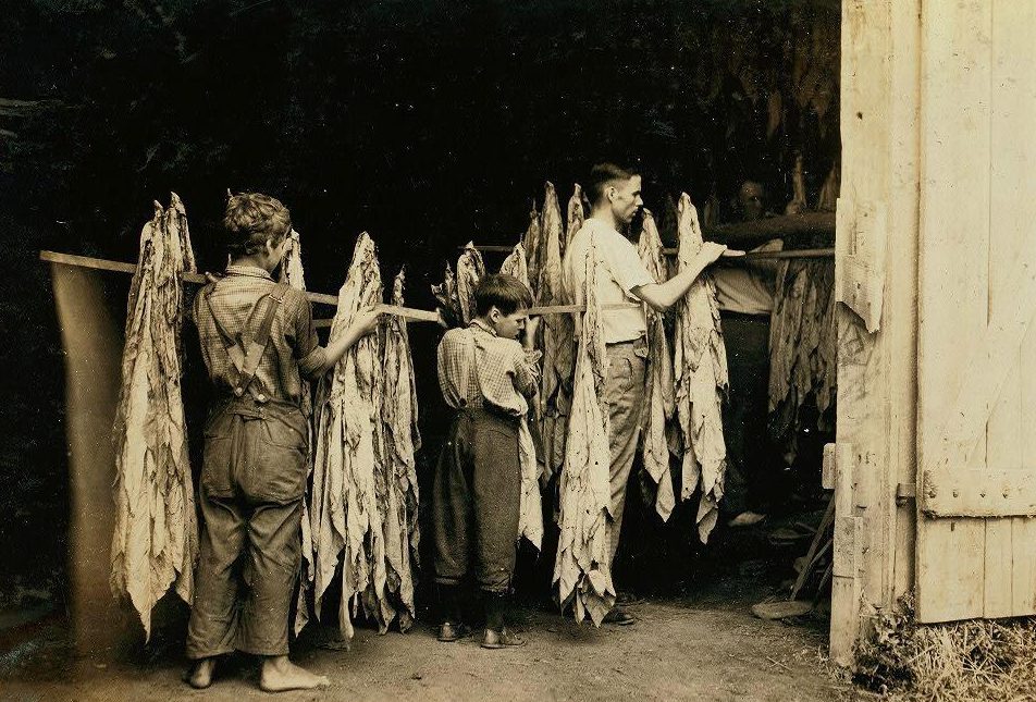  Small barefoot boys work long hours at a tobacco in barn in Kentucky during 1916, before child labour was banned in 1938