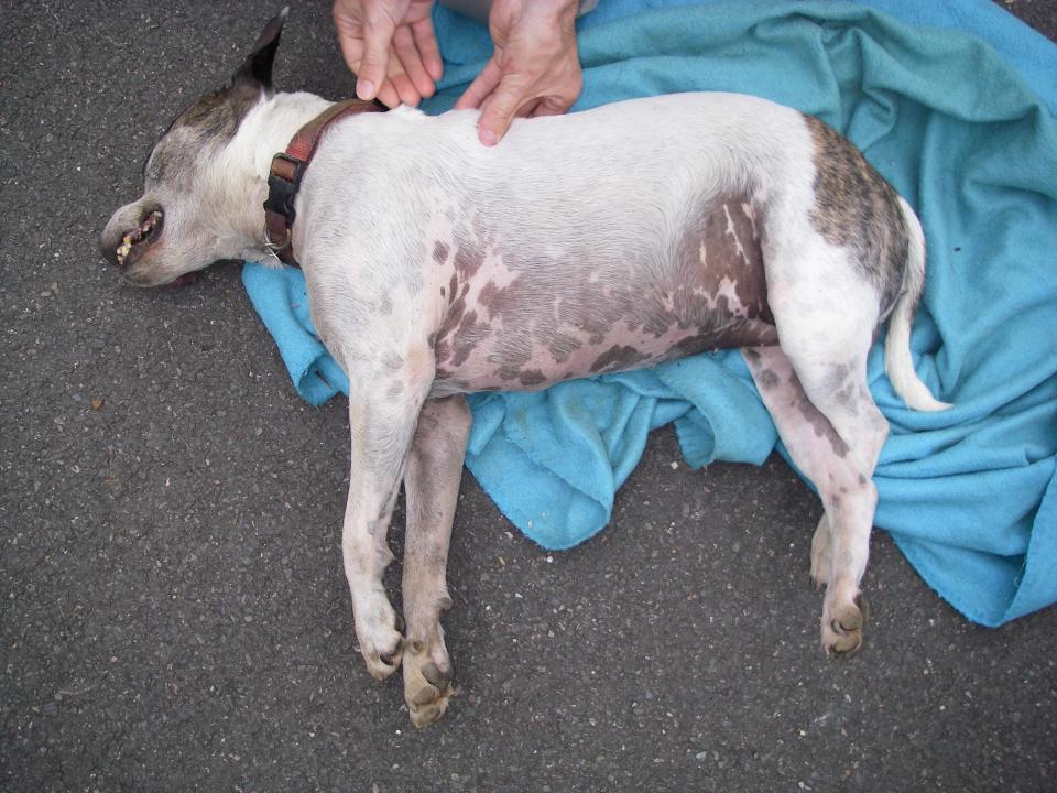  The RSPCA has released the video interview to launch its annual Dogs Die in Hot Cars campaign