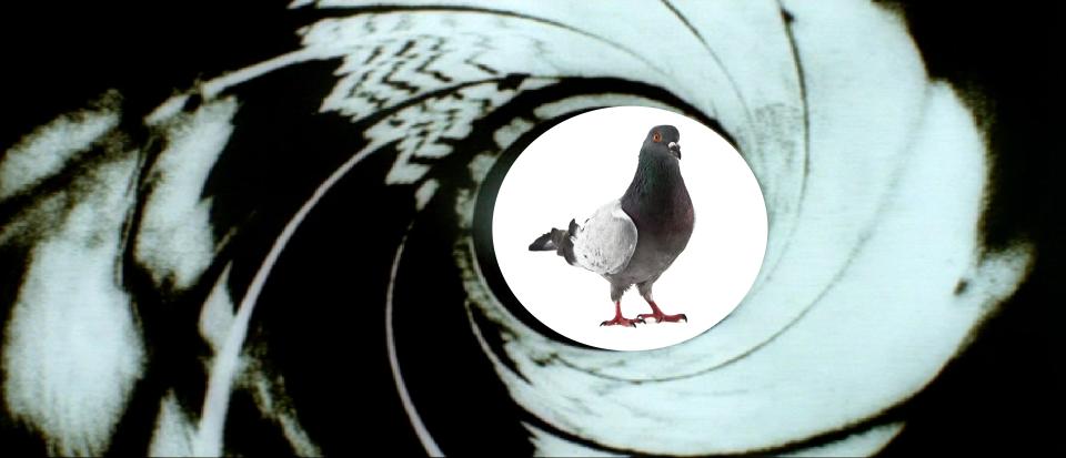 james Bond pigeon