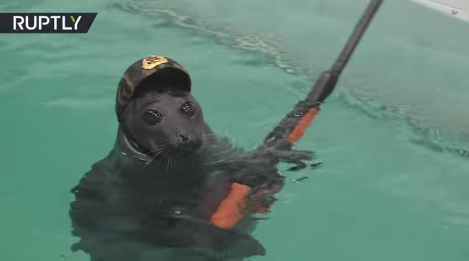  Seals armed with guns and helmets were seen splashing around in the water