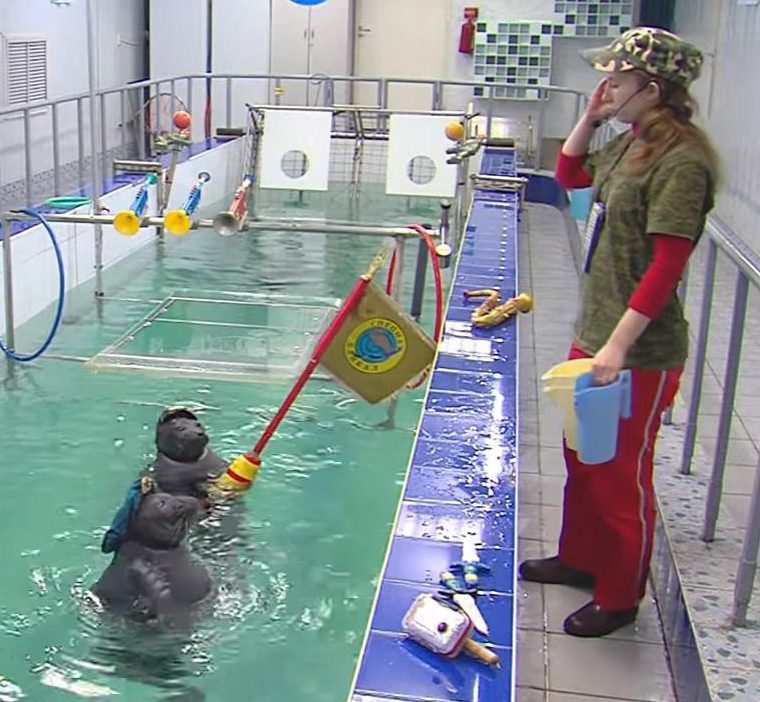  Their trainer instructed them to hold up a flag as they practised for Victory Day