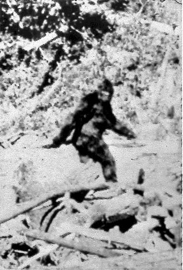  The most famous alleged Bigfoot sighting before now is this photograph from California in 1967