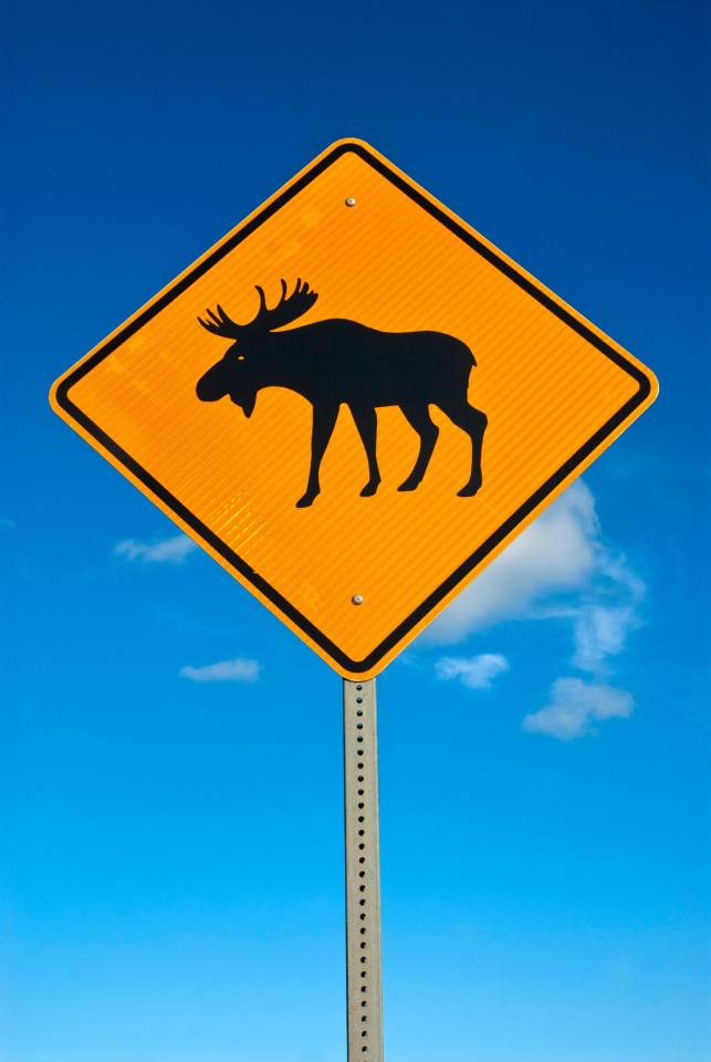 Tourists in Sweden both buy and steal the road signs warning about moose