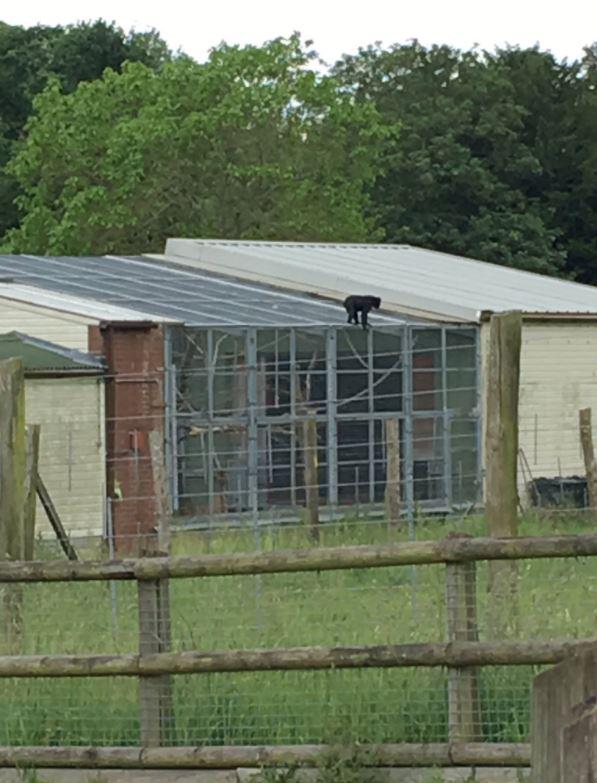  A monkey causing havoc at Marwell Zoo after escaping the enclosure