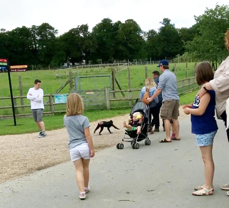  The macaques ran amok through the Hampshire zoo today