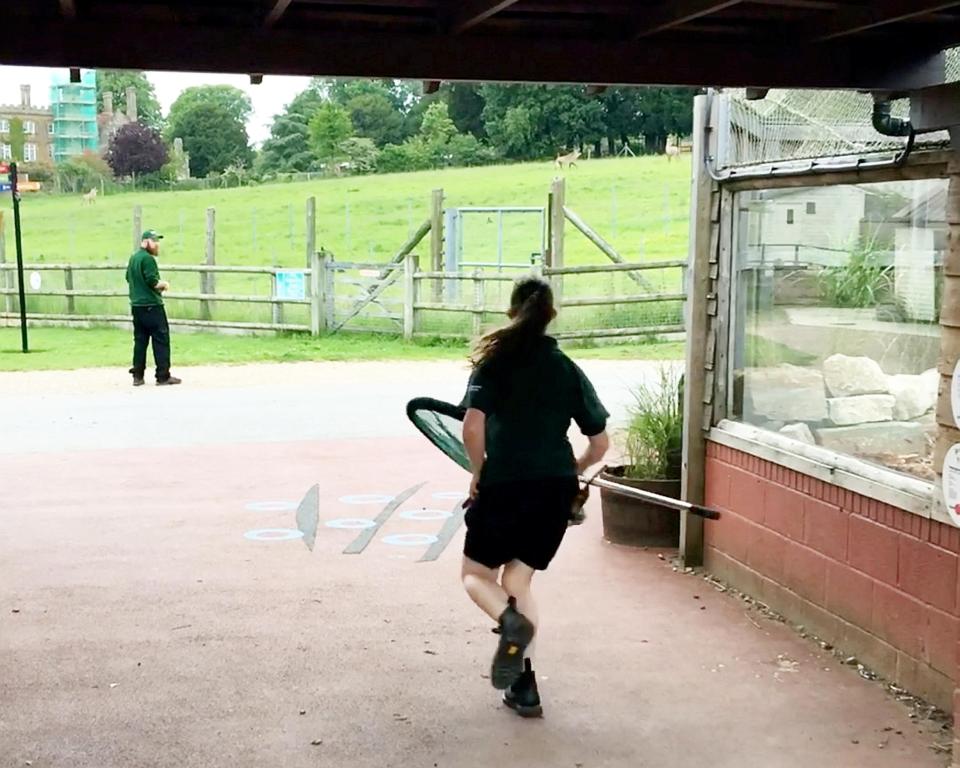  Visitors snapped the workers running as they spotted the macaques