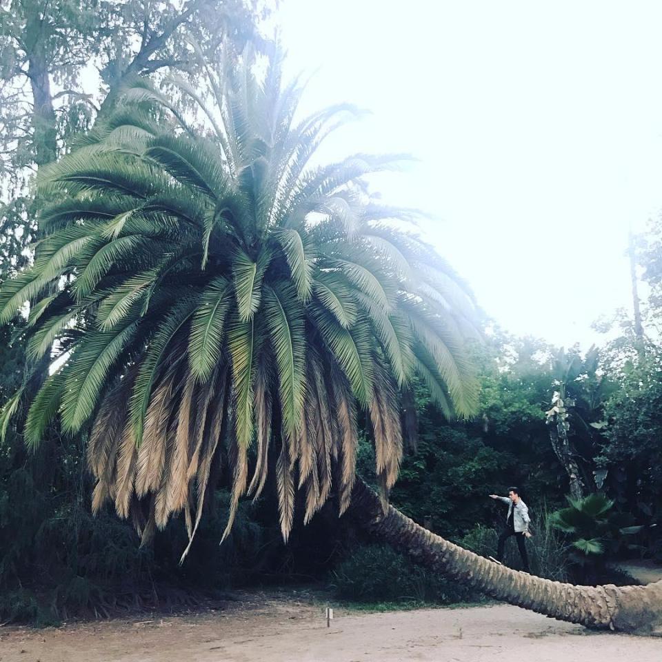  Liam posted a snap of himself climbing a palm tree at the paradise location