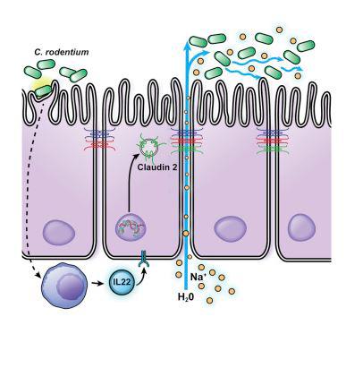  Scientists as Brigham and Women's Hospital discovered two new proteins that react to let water into the intestine to loosen bowel movements when you are ill