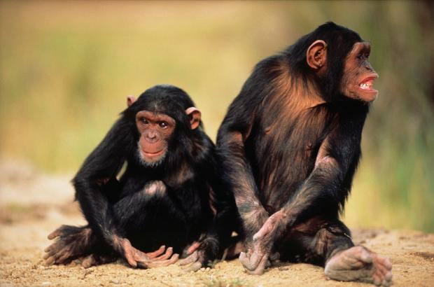 HIV jumped to humans from chimpanzees