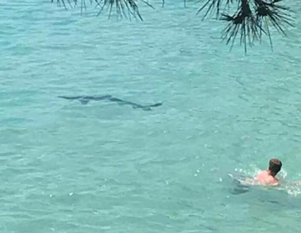  A swimmer pictured near the predator on the Spanish holiday island