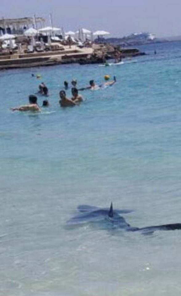  A blue shark is pictured near the shore in Majorca